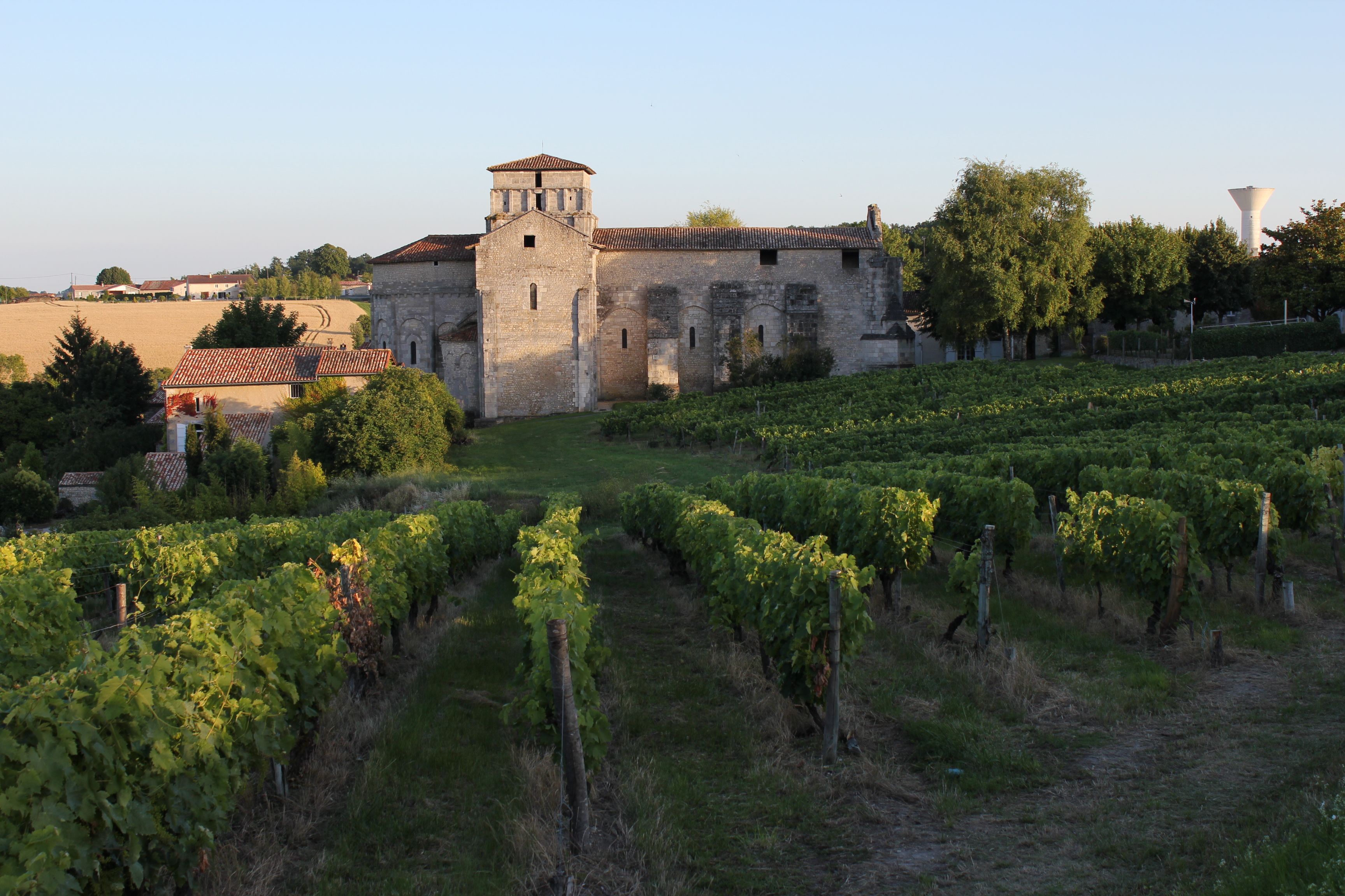 vineyard-andre-petit-cognac.jpg